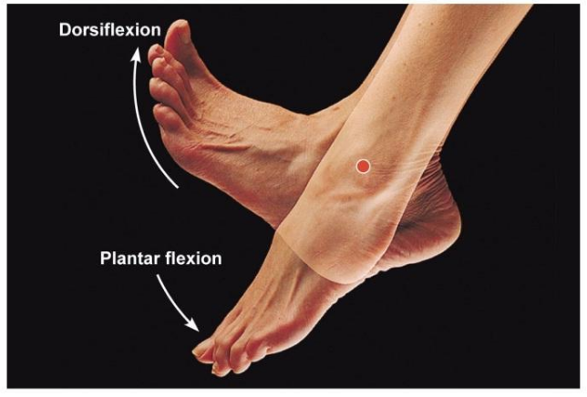 Flexie dorsală (dorsiflexie) a piciorului (“drop foot”)