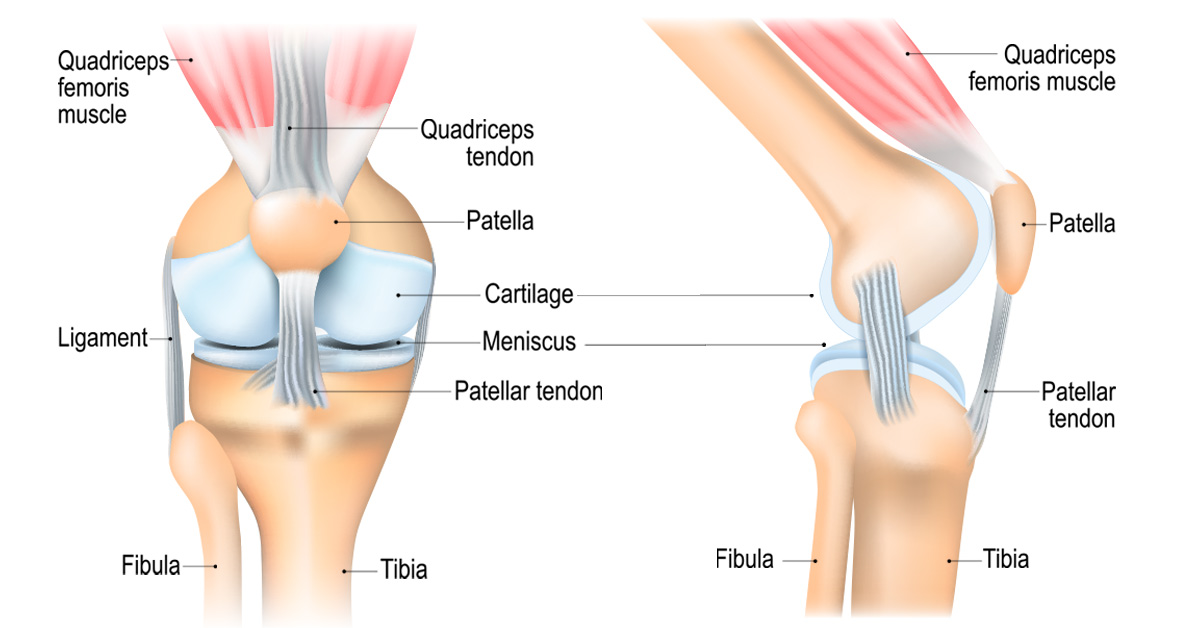 anatomy of knee